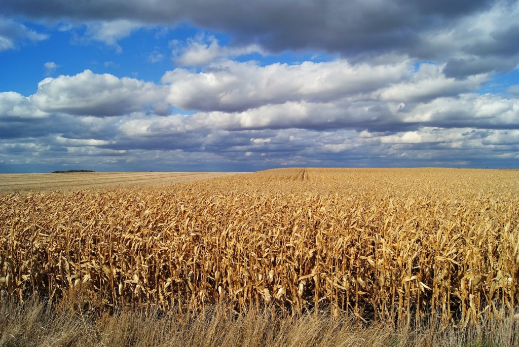 Iowa_cornfields_Markel-Peters