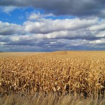 Iowa_cornfields_Markel-Peters